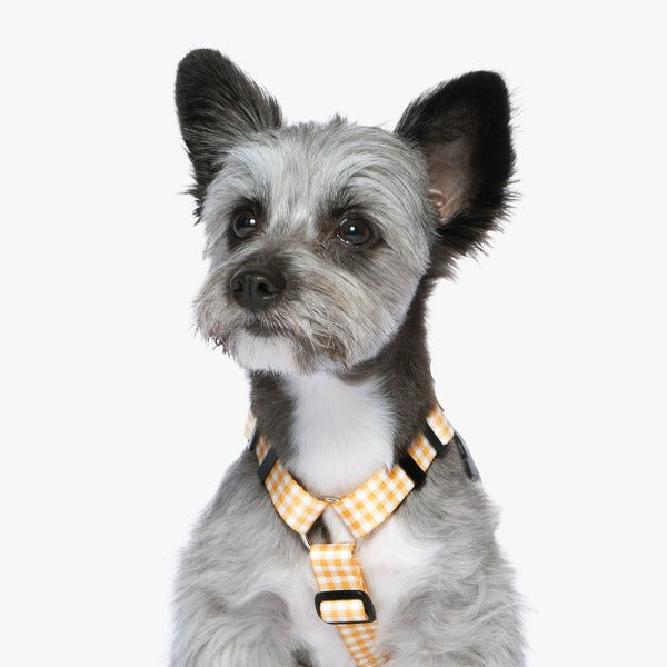 [BETTERS] Betters Check Pattern H Harness